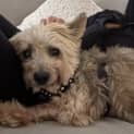 Photo of Benji