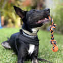 Photo of Jet