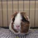 Photo of Meeka