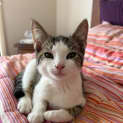 Photo of Meowbert