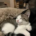 Photo of Meowbert
