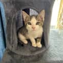 Photo of Meowbert