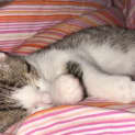 Photo of Meowbert