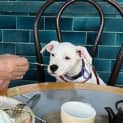 Photo of Tilly Lou   12 Week Old Staffy X (Trial)