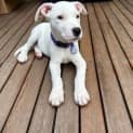 Photo of Tilly Lou   12 Week Old Staffy X (Trial)
