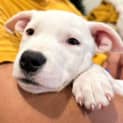 Photo of Tilly Lou   12 Week Old Staffy X (Trial)