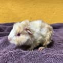 Photo of Peanut