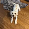 Photo of Max & Mia   18 Month Old Shih Tzu (Trial)