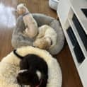 Photo of Max & Mia   18 Month Old Shih Tzu (Trial)