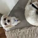 Photo of Max & Mia   18 Month Old Shih Tzu (Trial)