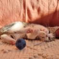 Photo of Hugo