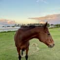 Photo of Montana