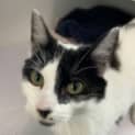 Photo of Lucky