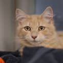 Photo of Simba