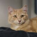 Photo of Simba