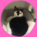 Photo of Willow