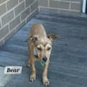 Photo of Bear