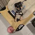 Photo of Harley