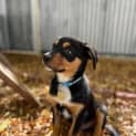 Photo of Pukka