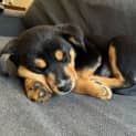 Photo of Pukka