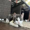 Photo of Bandit