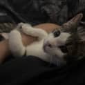Photo of Bandit