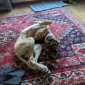 Photo of Josie