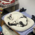 Photo of King Julian