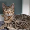 Photo of Nandor