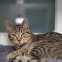 Photo of Nandor