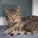 Photo of Nandor