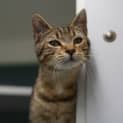 Photo of Nandor