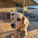 Photo of Finn   11 Month Old Cavoodle (Trial)