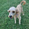 Photo of Finn   11 Month Old Cavoodle (Trial)