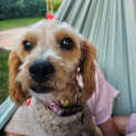 Photo of Finn   11 Month Old Cavoodle (Trial)
