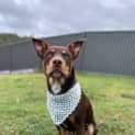 Photo of Bandit