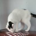 Photo of Ojo   4 Month Old Domestic Short Hair (Trial)