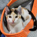 Photo of Angelica