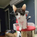 Photo of Pop   4 Month Old Domestic Short Hair (Trial)