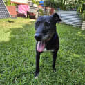 Photo of Boris *$150 Adoption Fee*