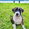 Photo of Lyric