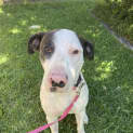 Photo of Pinky