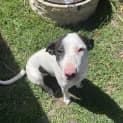 Photo of Pinky