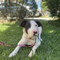 Photo of Pinky