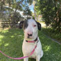 Photo of Pinky