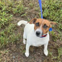 Photo of Scarlet