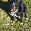 Photo of Cooper