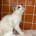 Photo of Lumi