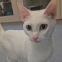 Photo of Meow Meow