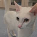 Photo of Meow Meow